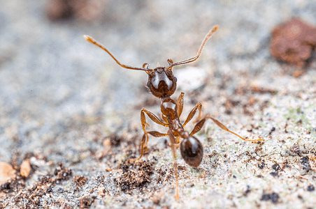coastal brown ant